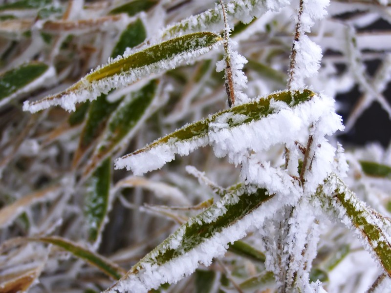 冰雪植物图片(20张)