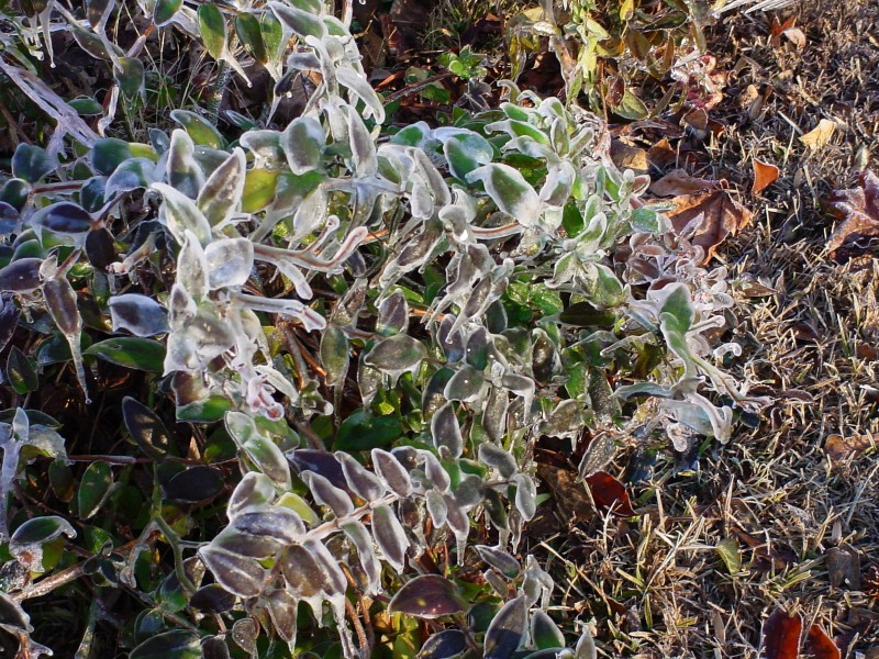 冰雪植物图片(20张)