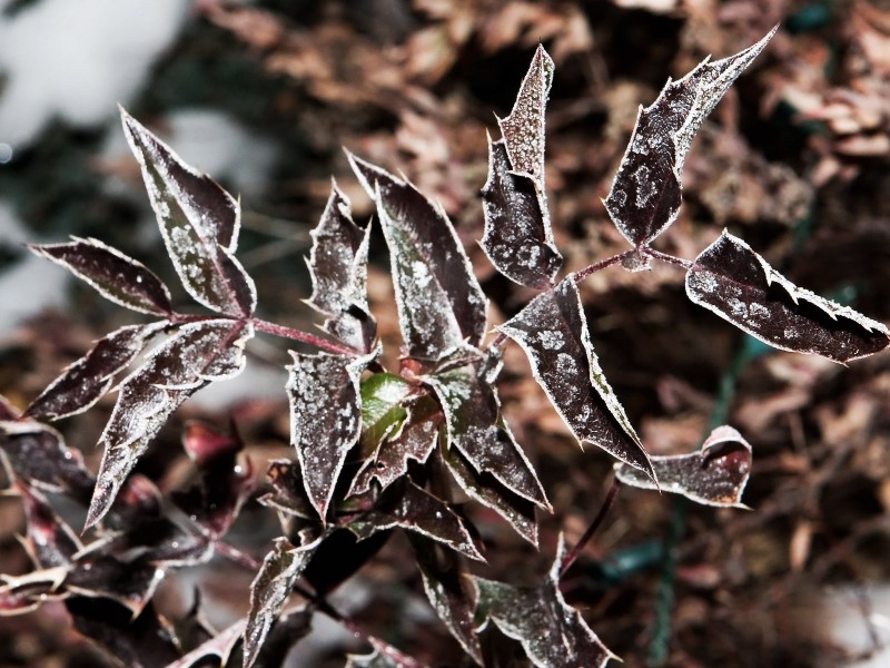 冰雪植物图片(20张)