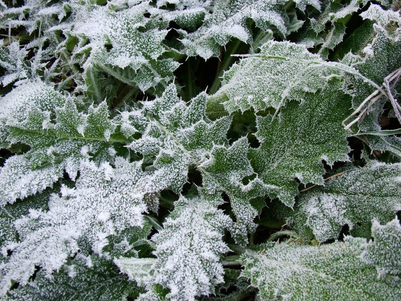 冰雪植物图片(20张)