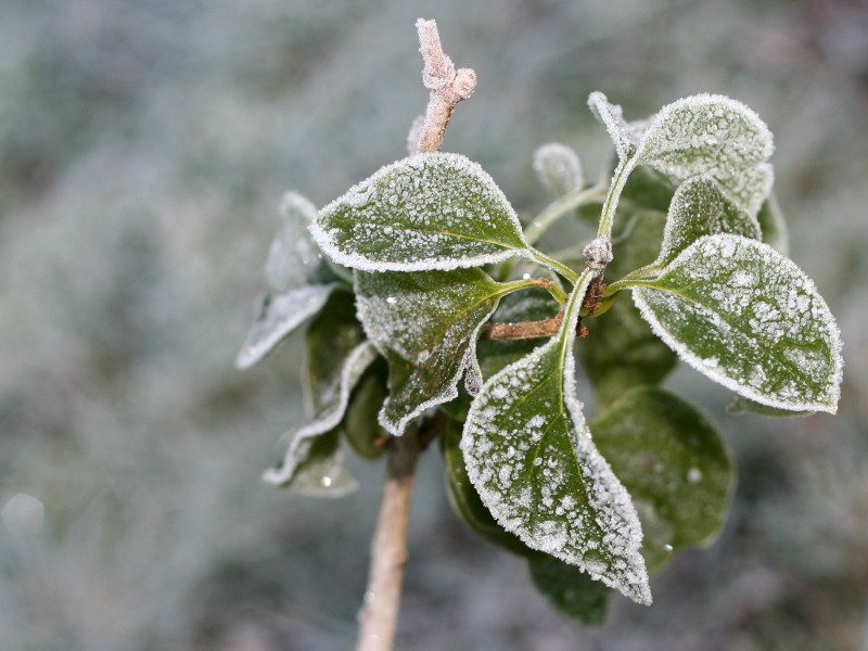 冰雪植物图片(20张)