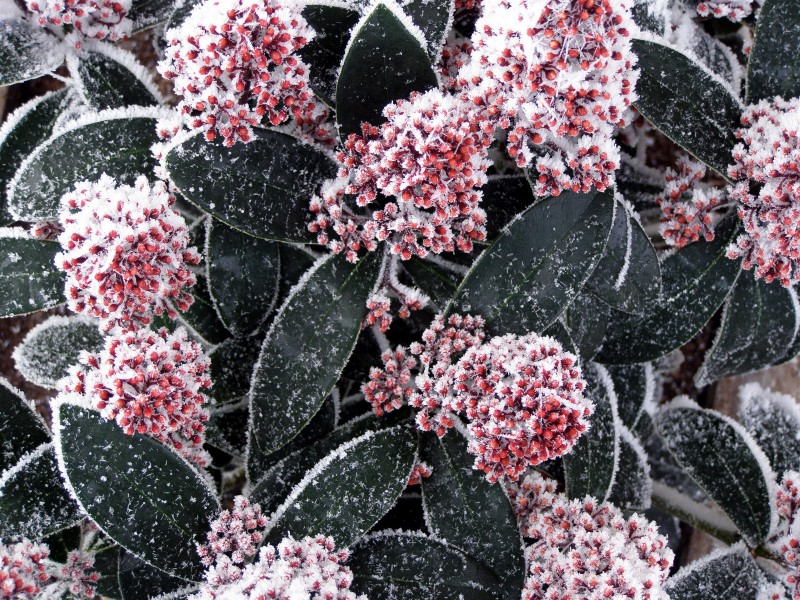 冰雪植物图片(20张)