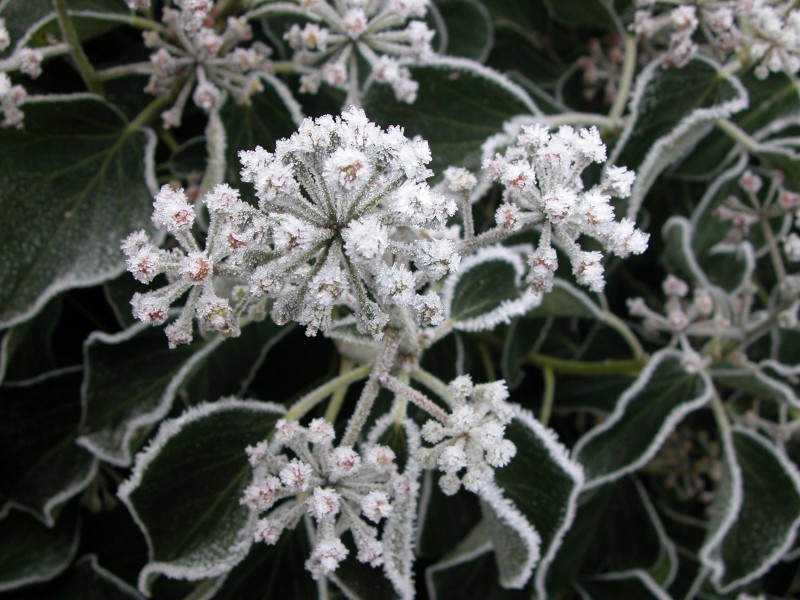 冰雪植物图片(20张)