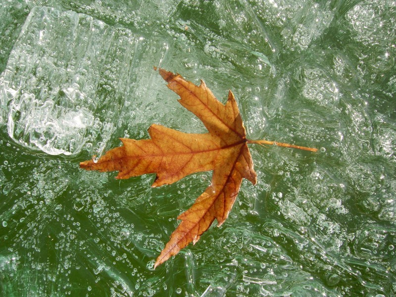 冰雪植物图片(20张)