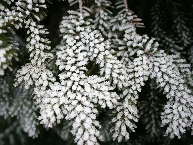 冰雪植物图片(20张)