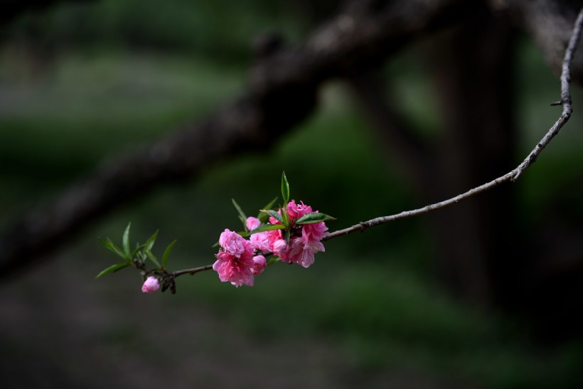 碧桃花图片(13张)