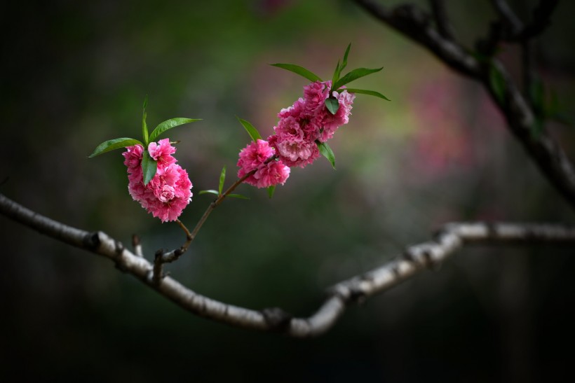 红色碧桃花图片(10张)