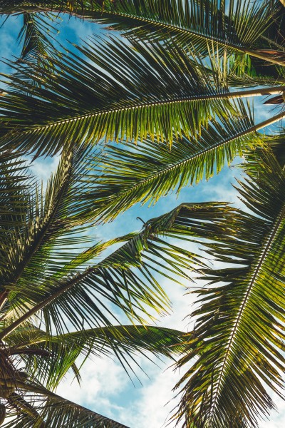 笔直的椰子树图片(11张)
