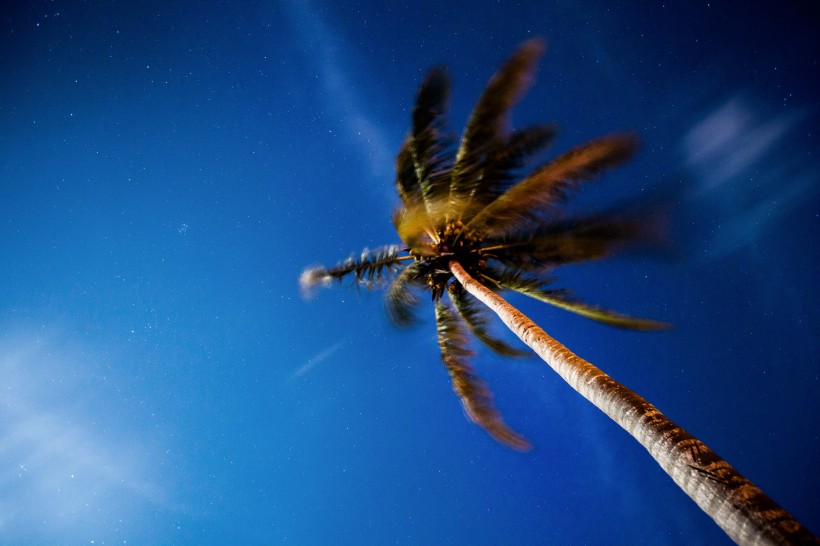 笔直的椰子树图片(11张)