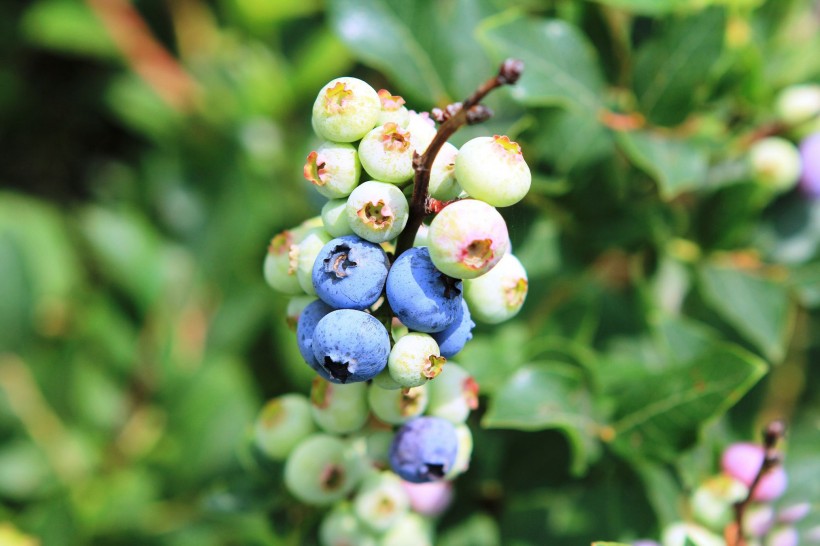蓝莓图片(13张)