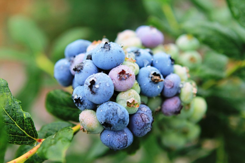 蓝莓图片(13张)