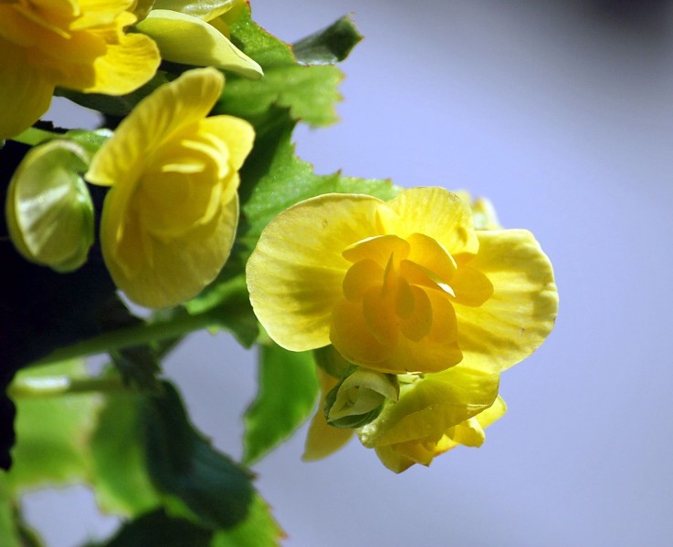多色玻璃海棠花卉图片(11张)