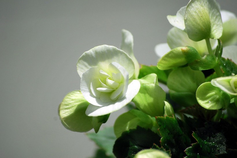多色玻璃海棠花卉图片(11张)