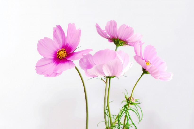 唯美粉色和白色波斯菊图片(12张)