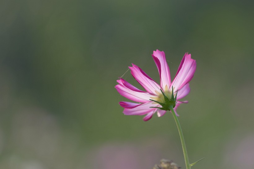 波斯菊图片(10张)