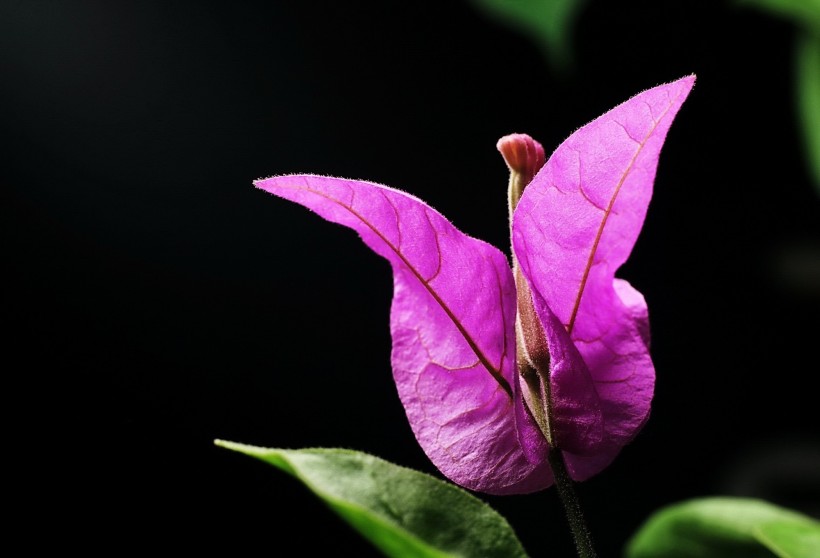 紫色三角梅花卉图片(12张)