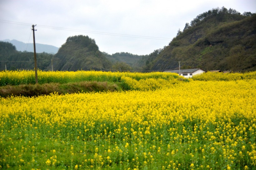 金黄色油菜花图片(10张)