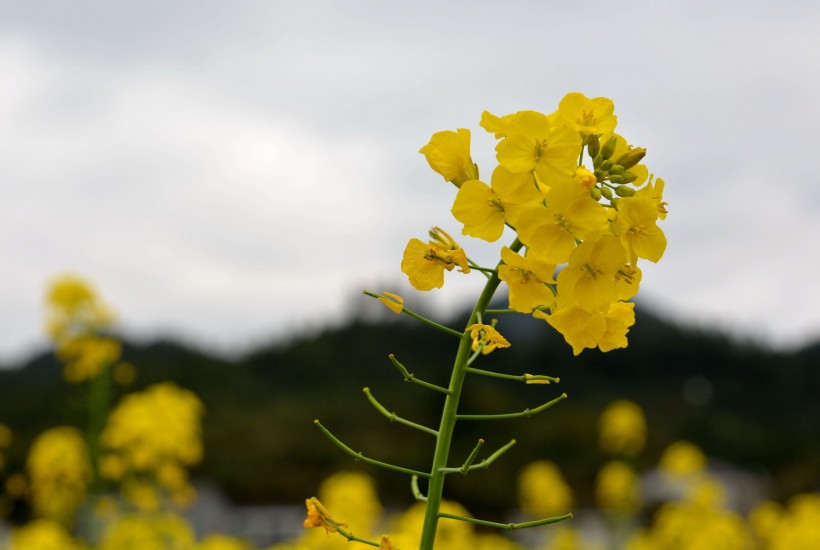 金黄色油菜花图片(10张)