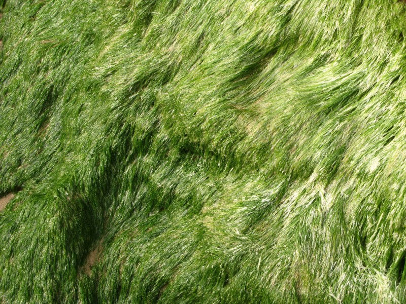 绿色苔藓图片(20张)