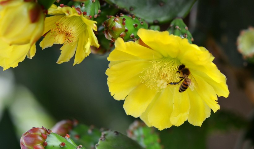 仙人掌花与蜜蜂图片(12张)