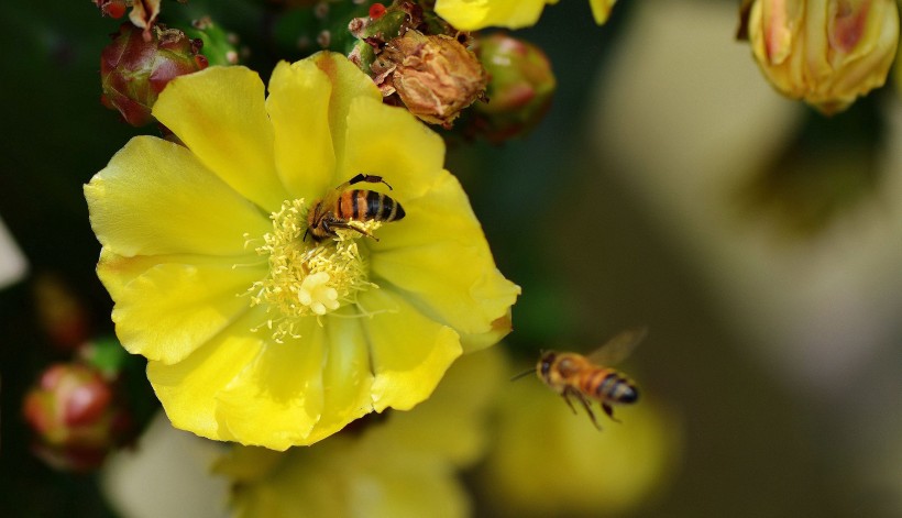 仙人掌花与蜜蜂图片(12张)