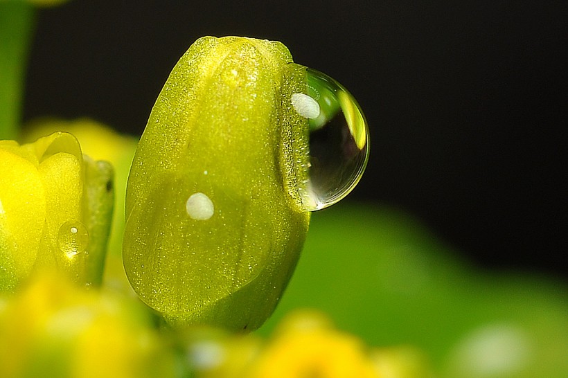 黄色的菜心花图片(14张)