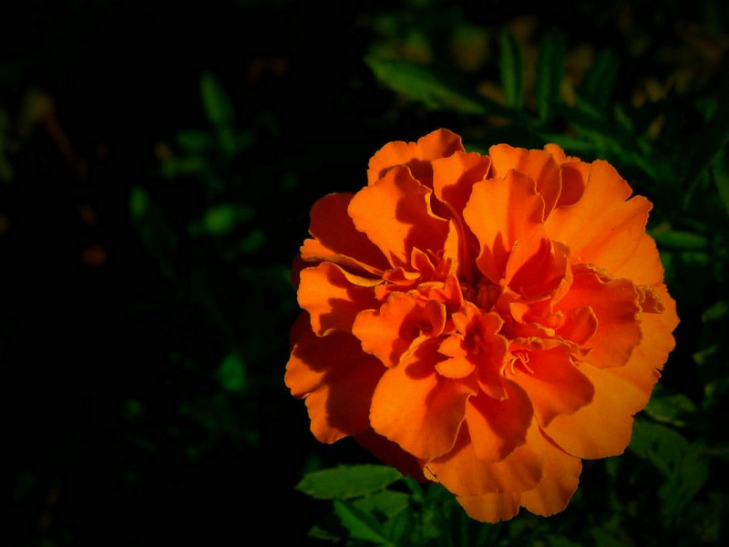 橙黄色金盏花图片(9张)