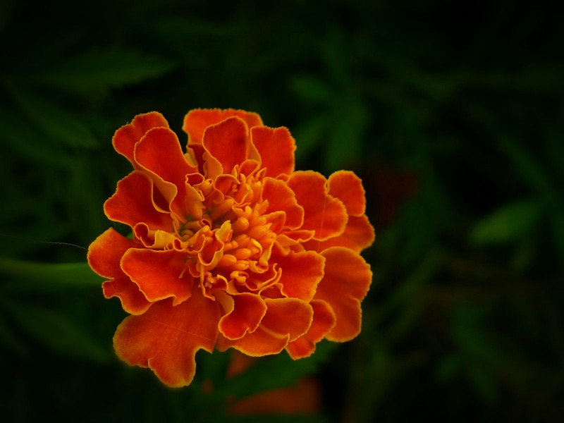 橙黄色金盏花图片(9张)