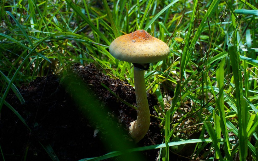 草地上的蘑菇图片(9张)