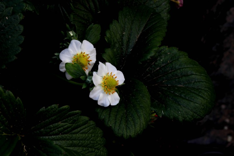 草莓花图片(13张)