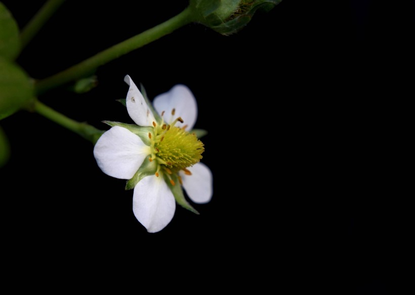 草莓花图片(13张)