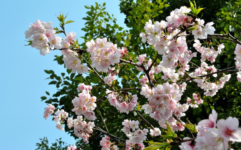 白色樱花图片(9张)