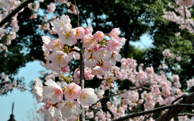 粉色樱花图片(18张)