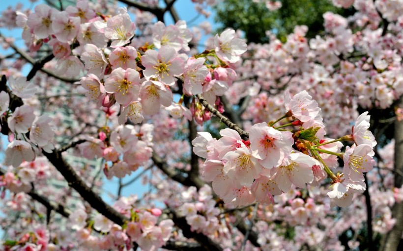 粉色樱花图片(18张)