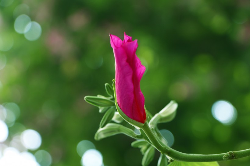 粉红色紫荆花图片(13张)