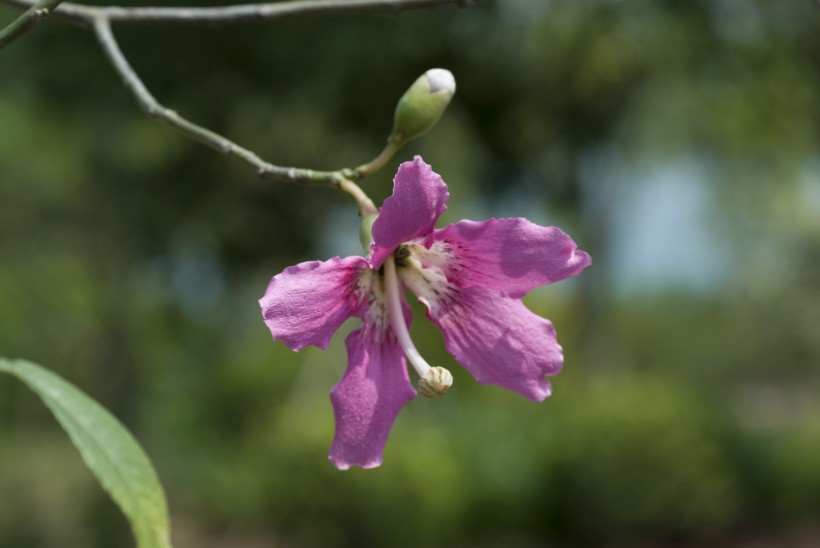 盛开的紫荆花图片(5张)
