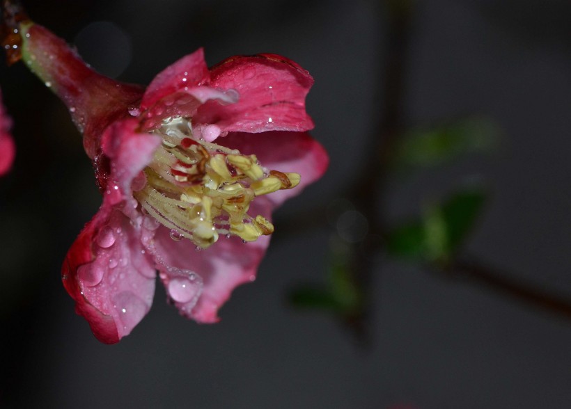 粉嫩的贴梗海棠花卉图片(12张)