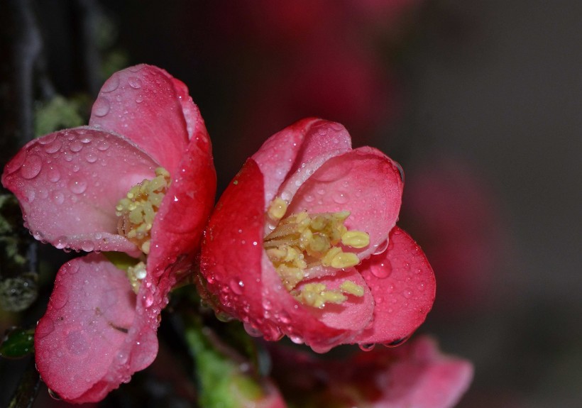 粉嫩的贴梗海棠花卉图片(12张)
