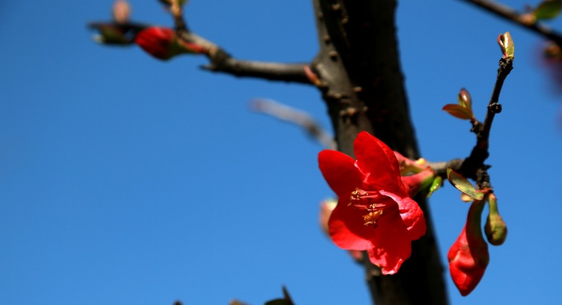 红色贴梗海棠图片(15张)