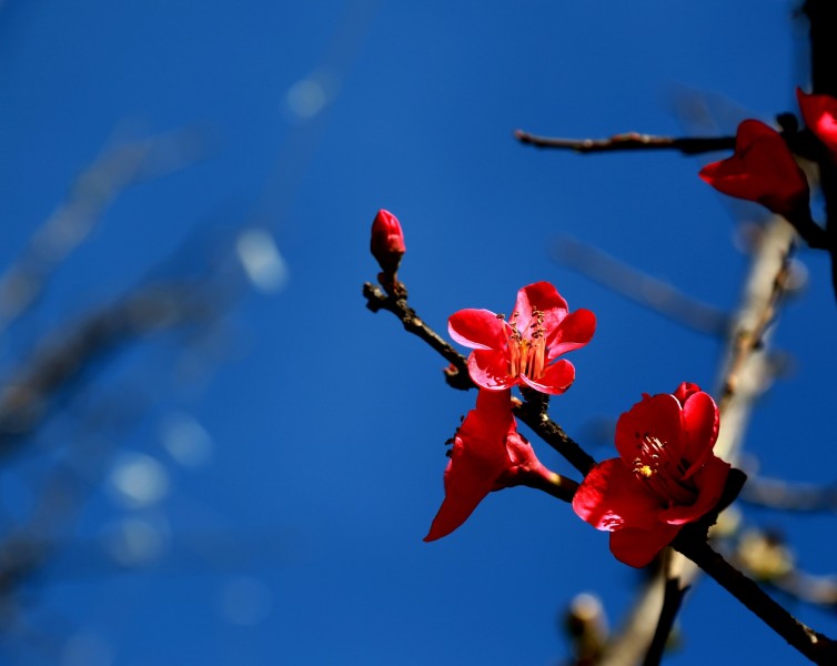 带露珠的红色贴梗海棠图片(13张)