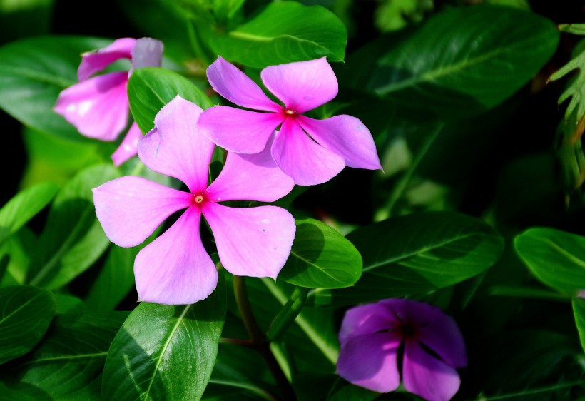 紫色长春花图片(10张)