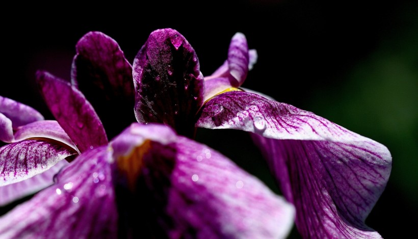 紫色菖蒲图片(9张)