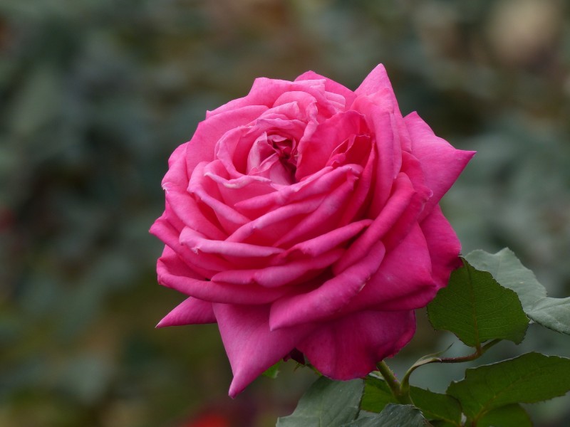 姹紫嫣红的玫瑰图片(16张)