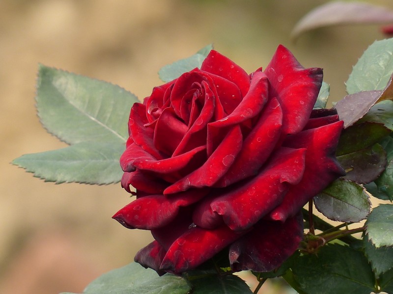姹紫嫣红的玫瑰图片(16张)