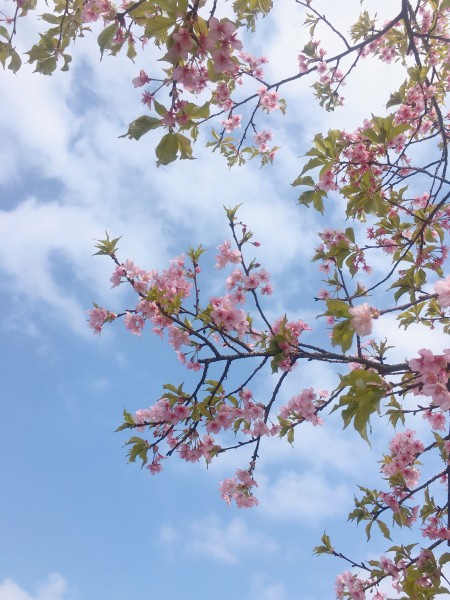 美丽的樱花图片(13张)