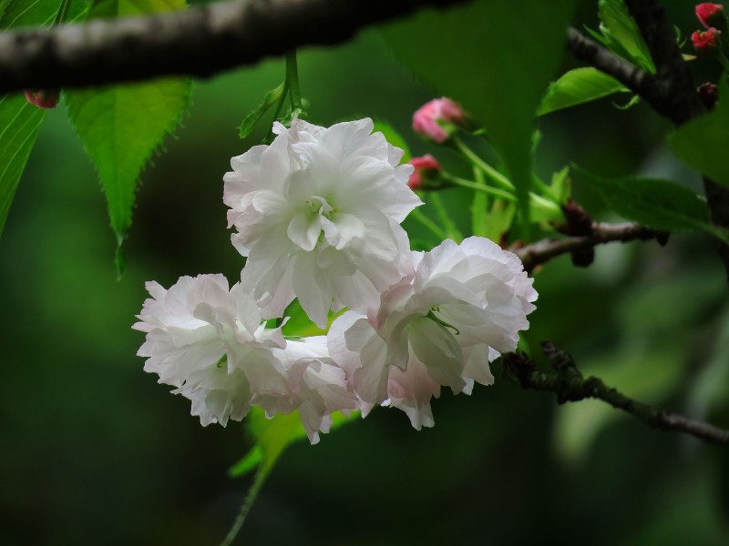 樱花图片(7张)