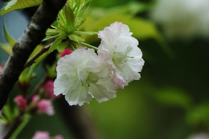 初放盛开的樱花图片(13张)