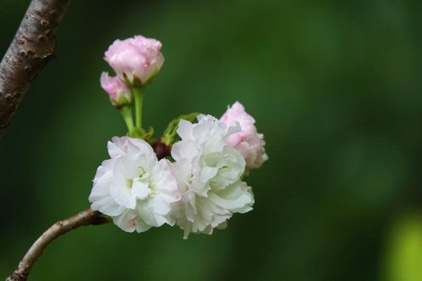 初放盛开的樱花图片(13张)