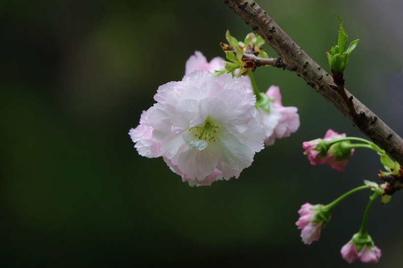 樱花图片(12张)