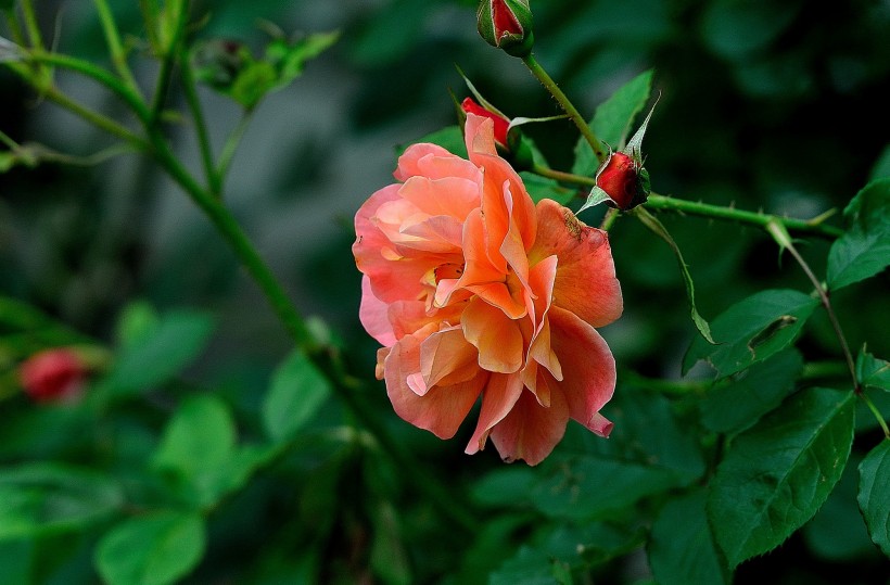 月季花图片(20张)